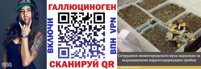 дарнет шоп  это телеграм  Псилоцибиновые грибы мицелий  Курчатов 